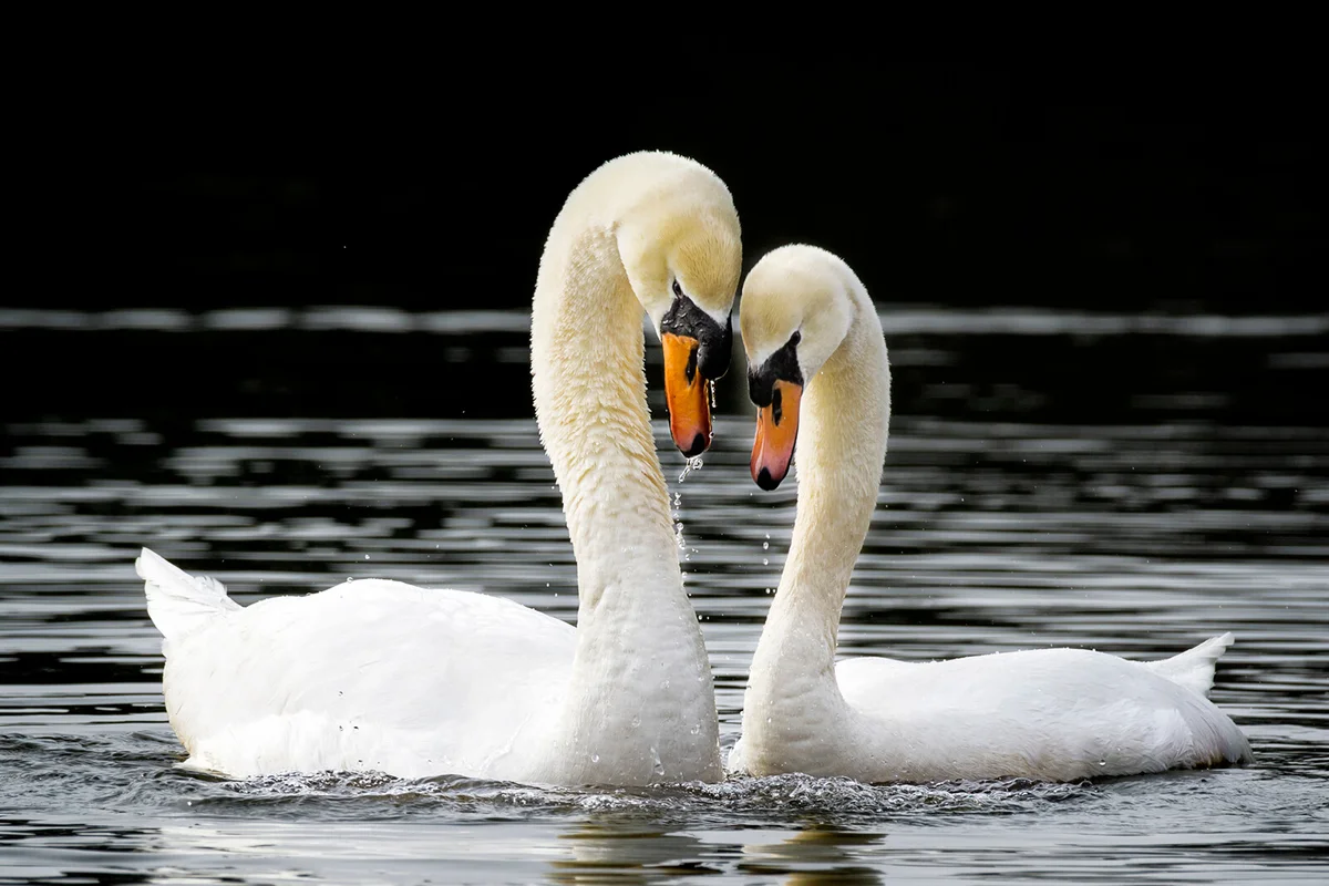 Affectionate Mute Swans in Massapequa