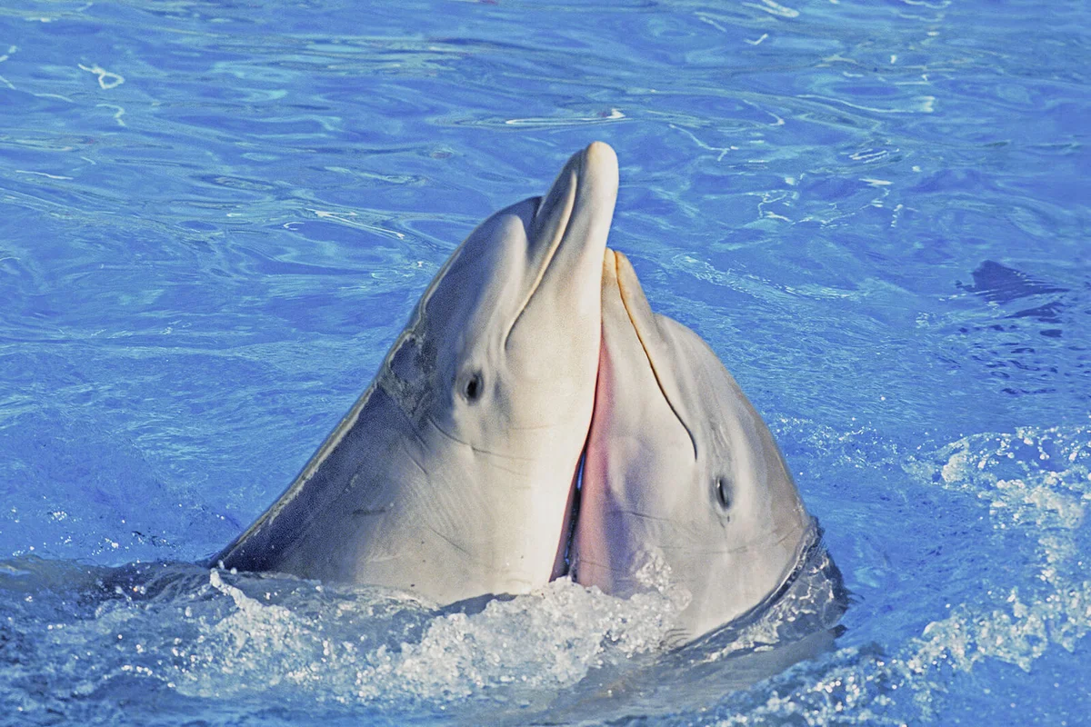 Bottlenose Dolphin