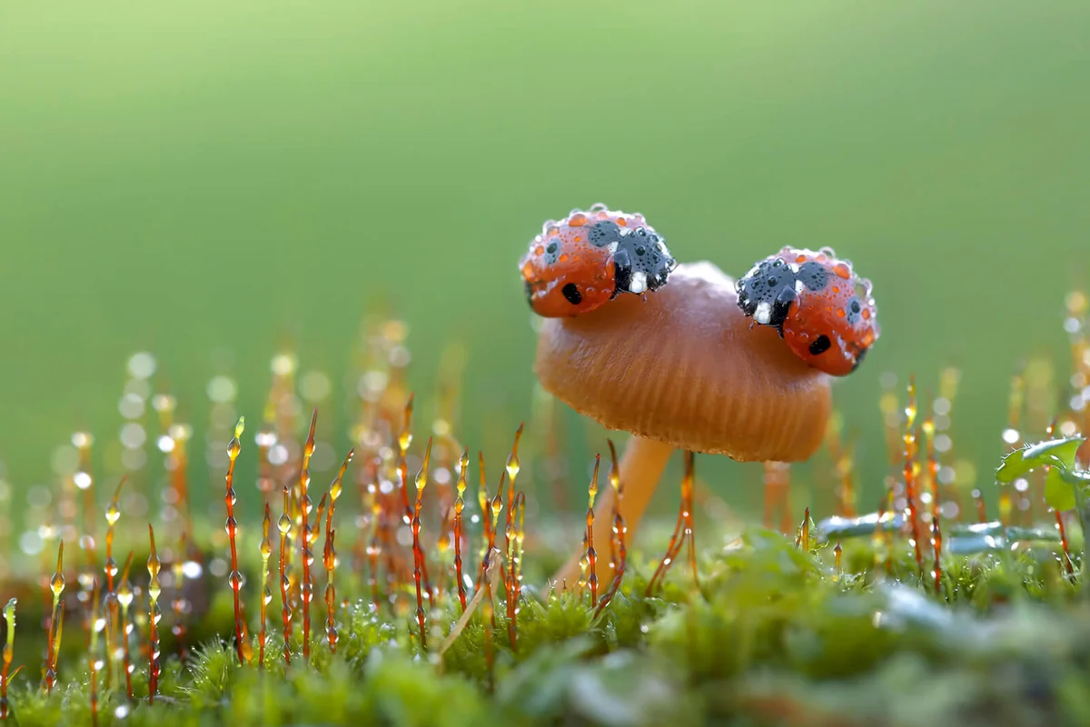 Two Ladybirds on mushrooms