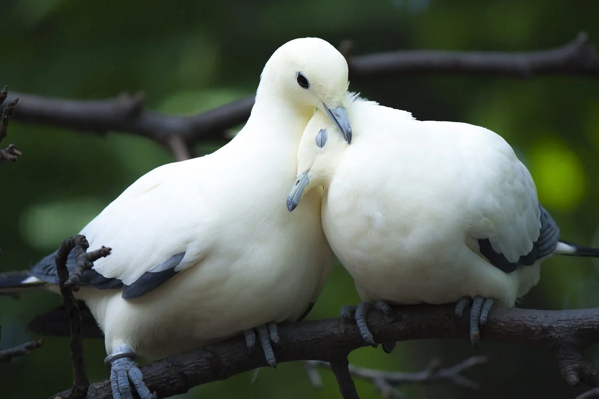 Birds Perching On Branch