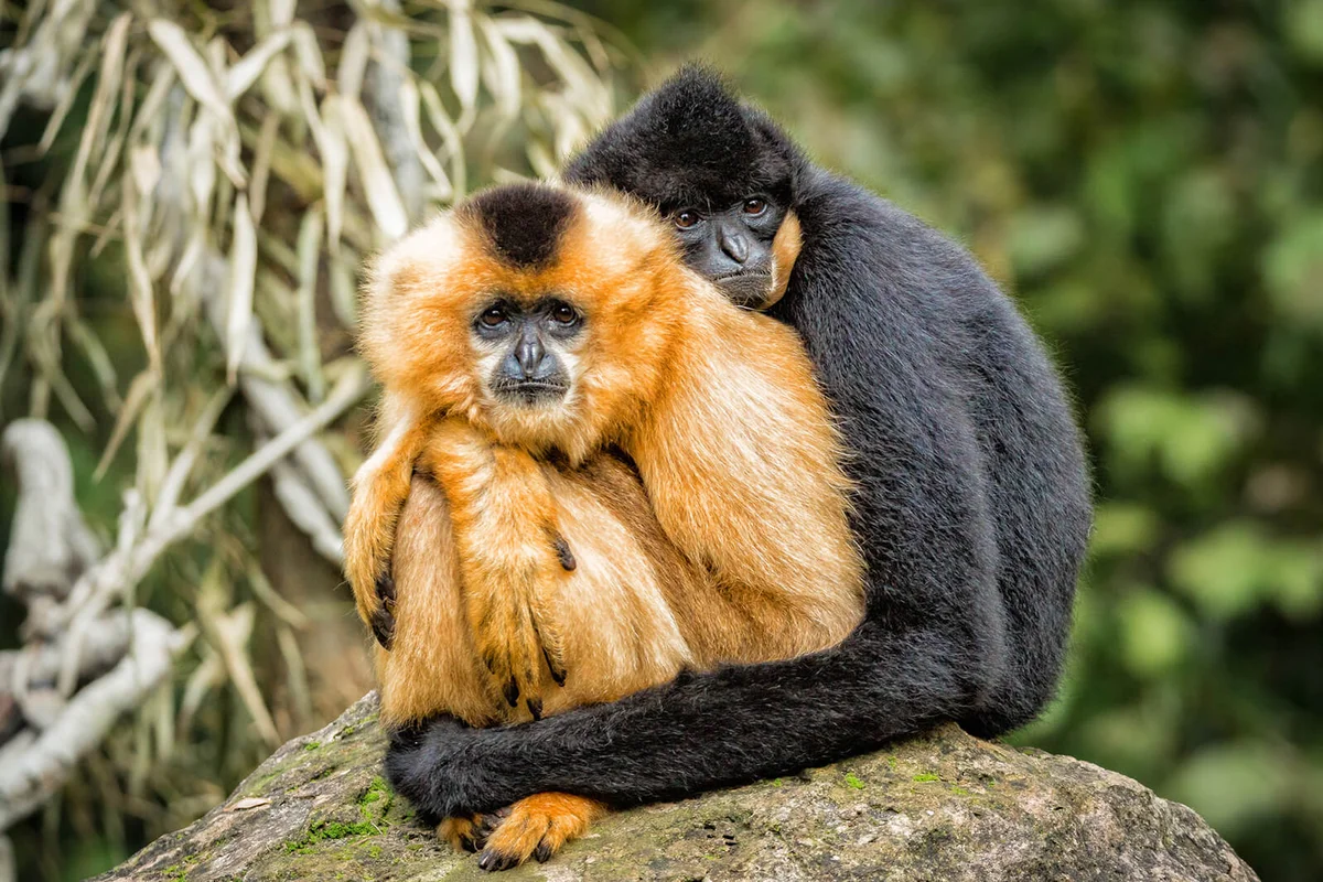 Embracing Gibbons