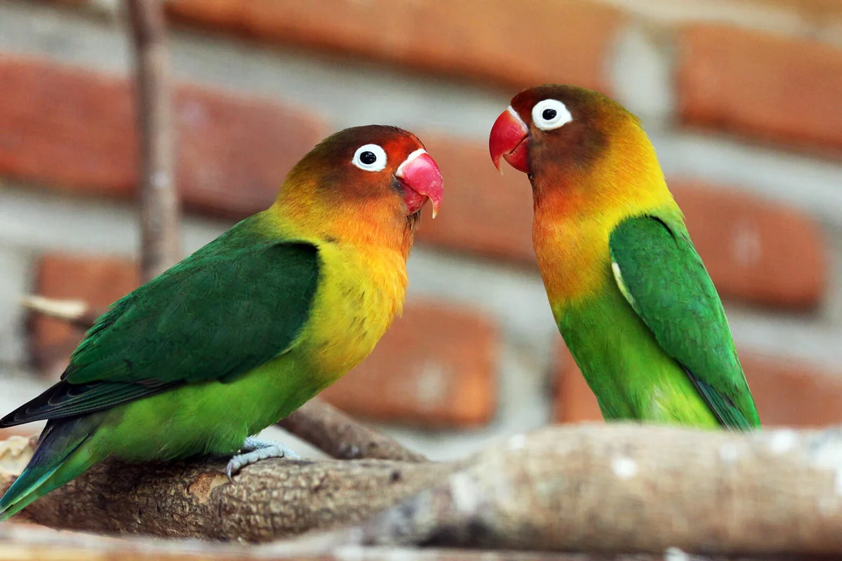 Parrot Perching