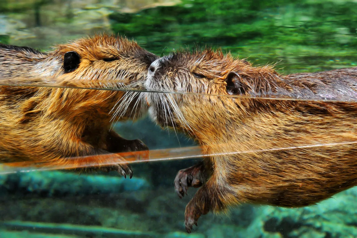 Beaver