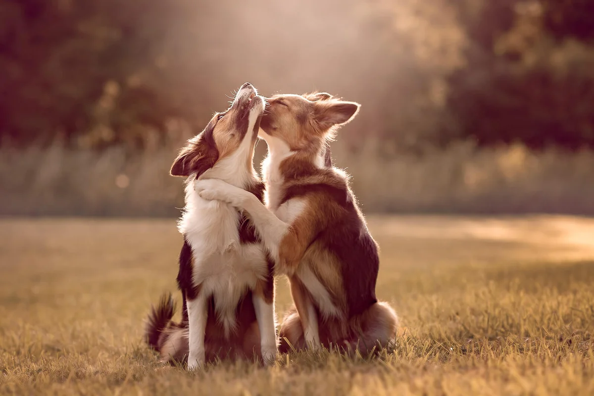 Two Border Collie dogs showing affection