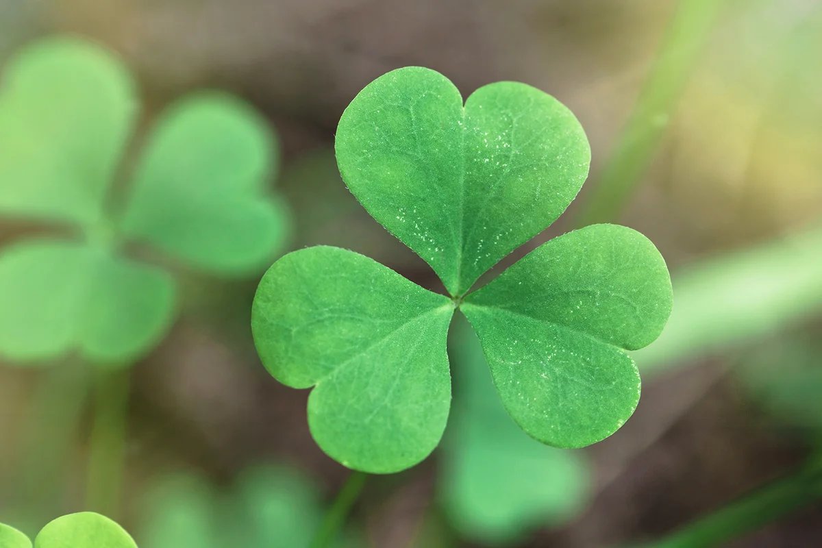 Detailed close up of Shamrock with blurred green background
