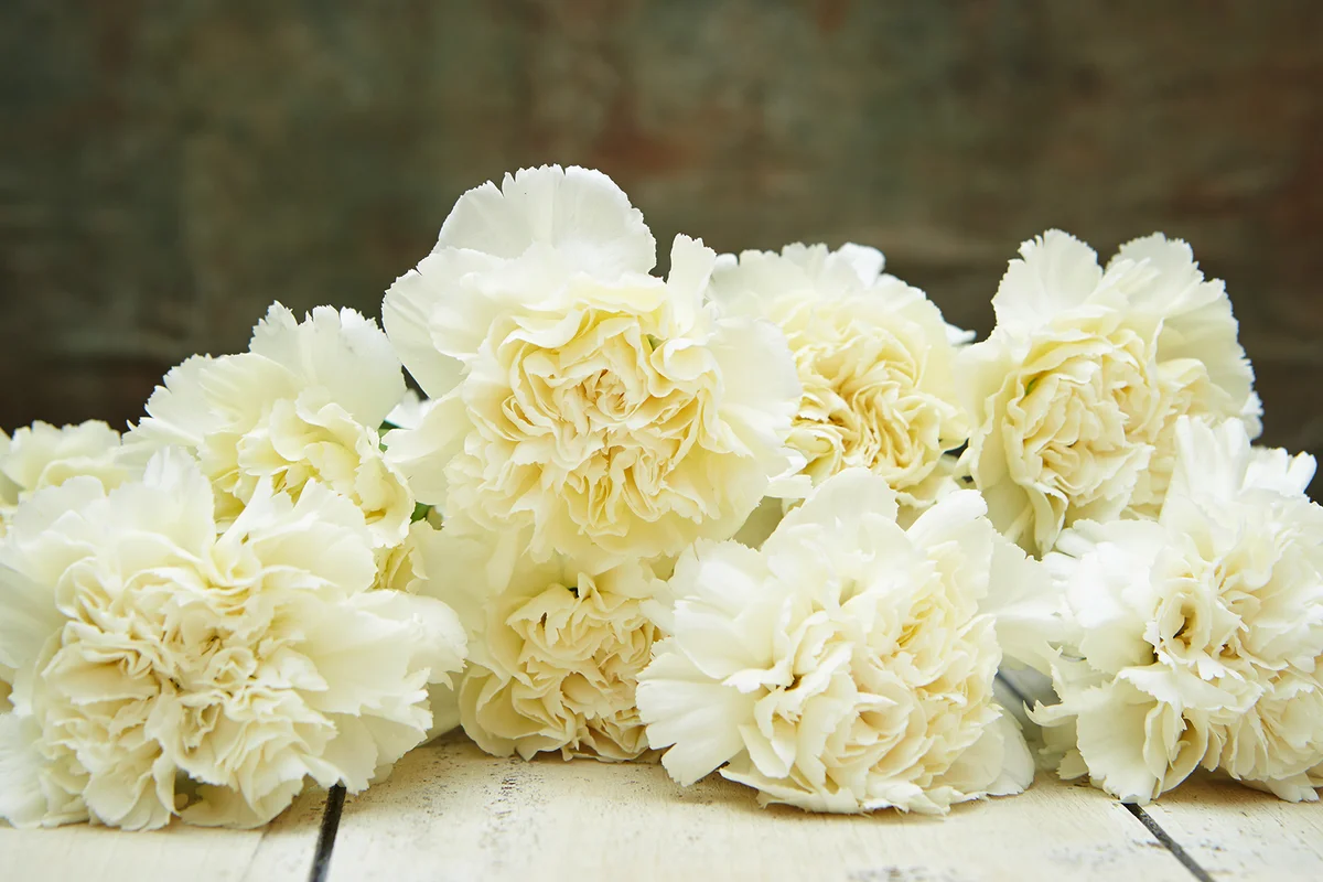 White Carnations