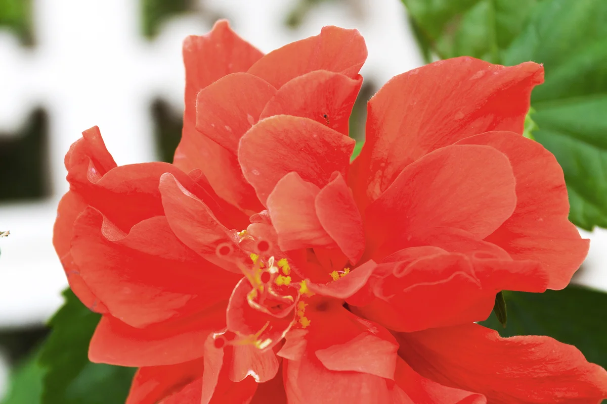Red gardenia flower in Thailand