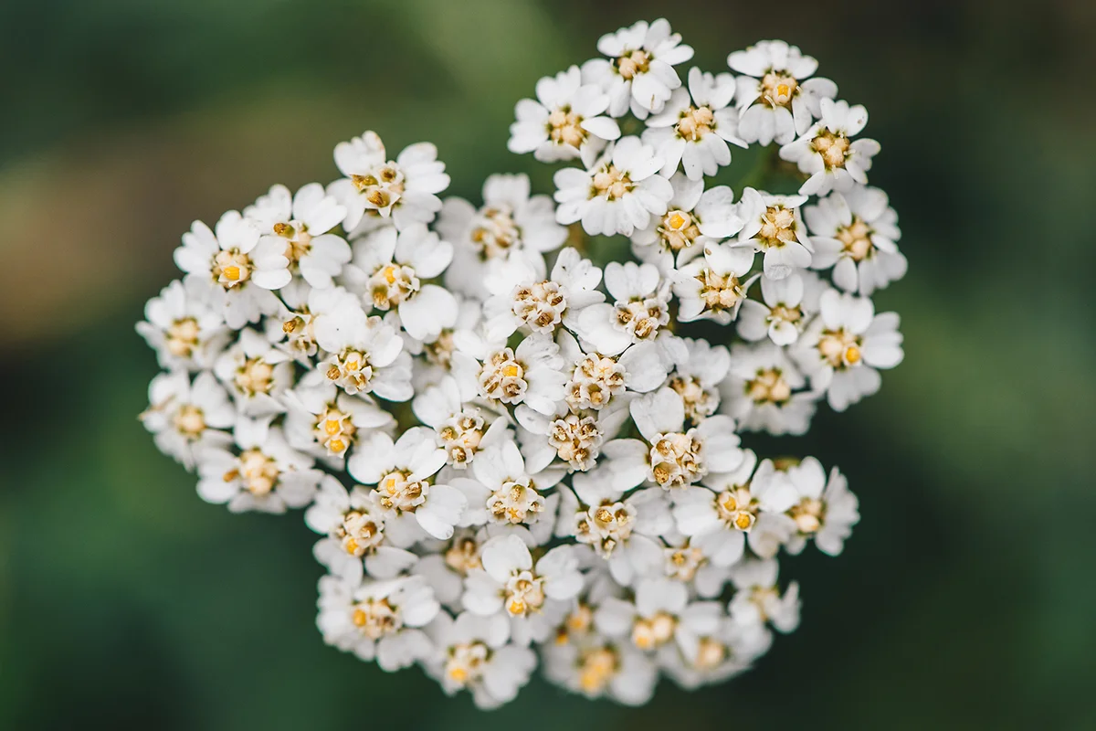 Yarrow Flowers Blooming