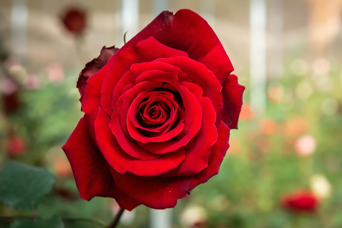Red Rose Flower Blooming in The Gardening Outdoors, Beauty in Nature