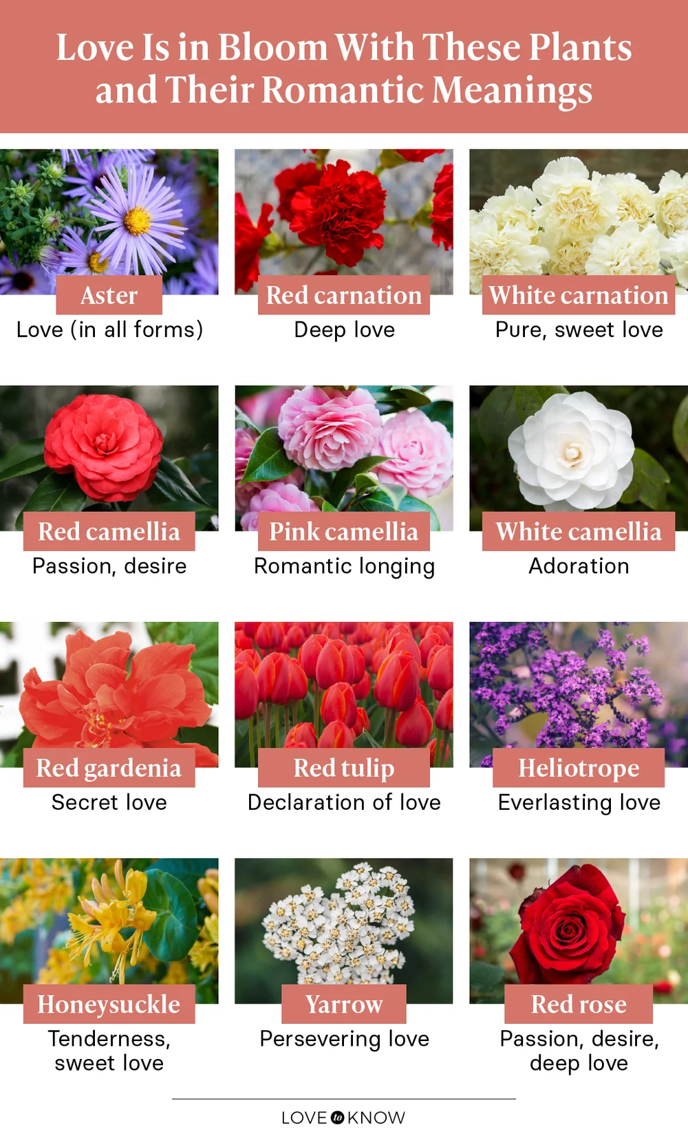 Plants that symbolize love infographic