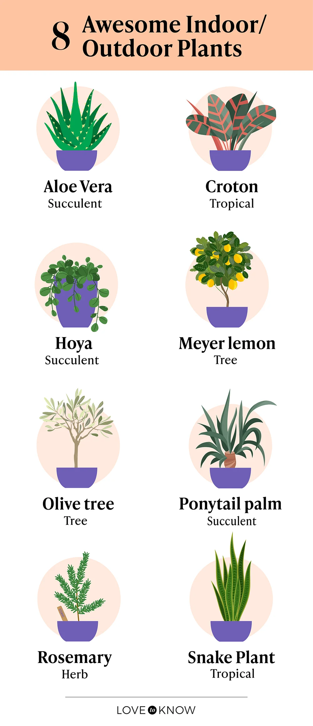 Awesome Indoor/Outdoor Plants Infographic