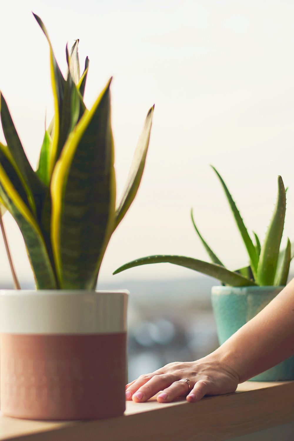 shop indoor plants online Easy Care Variety Bundle