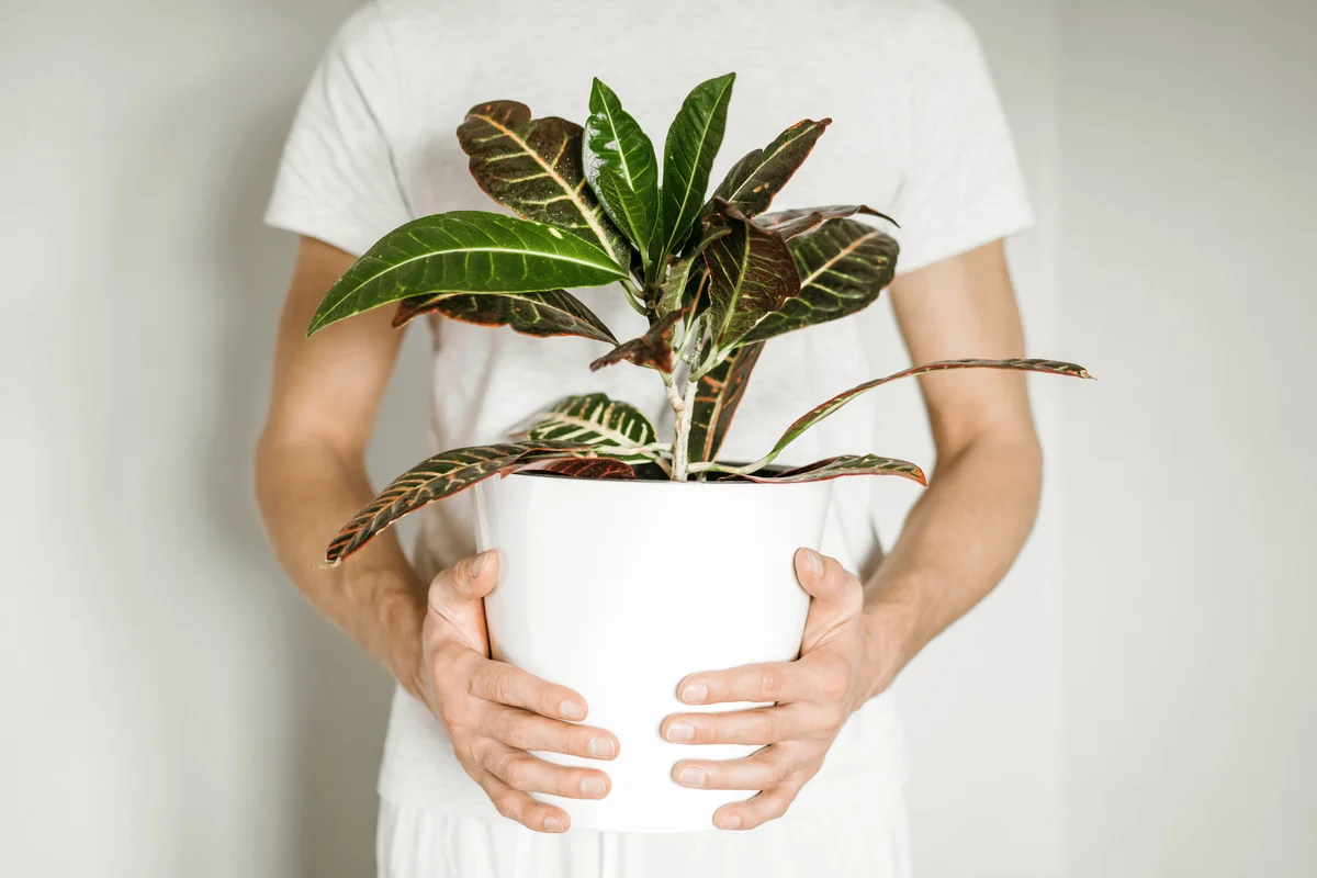 Man holding a flowerpot with croton plant