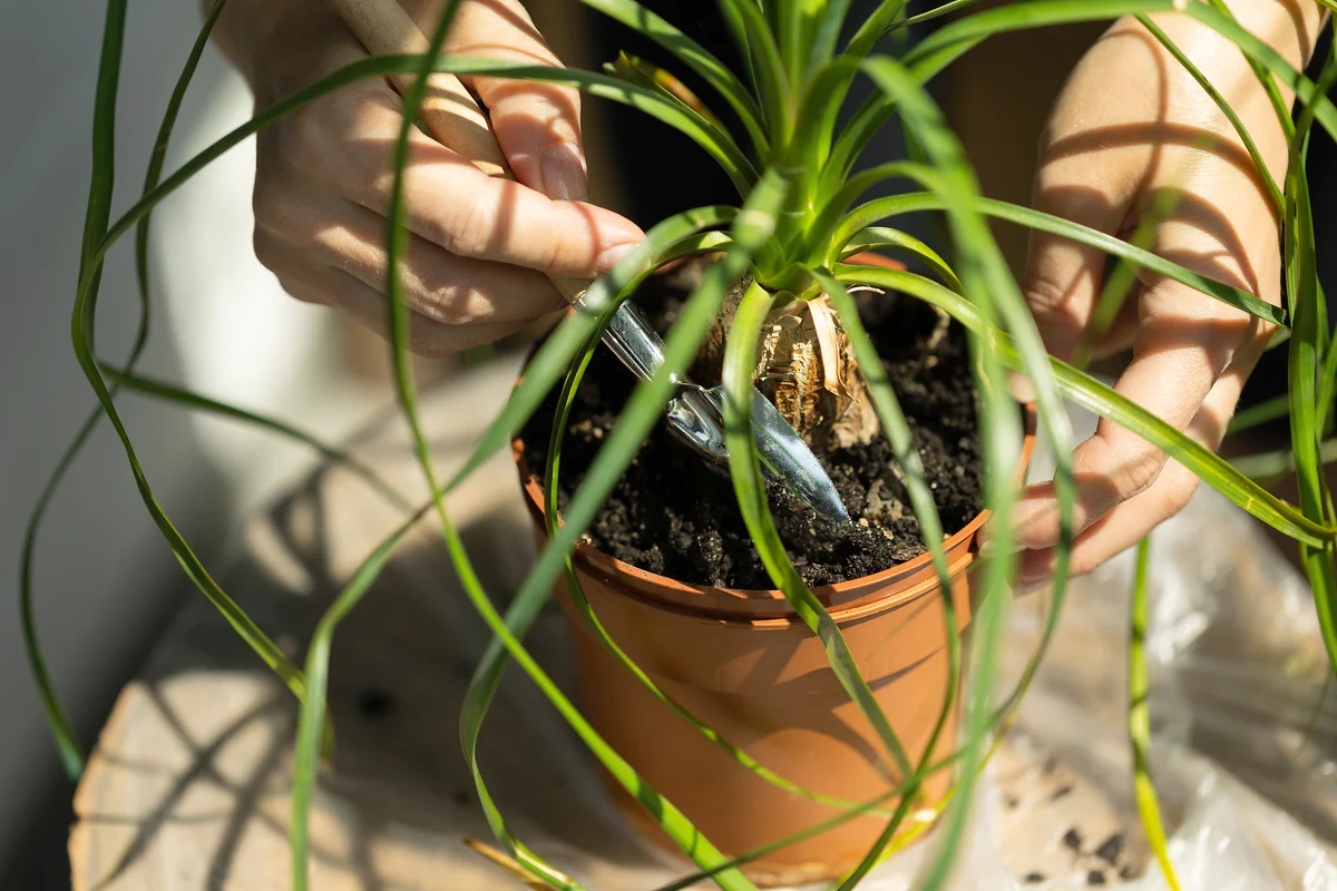 Transplanting plant into new soil
