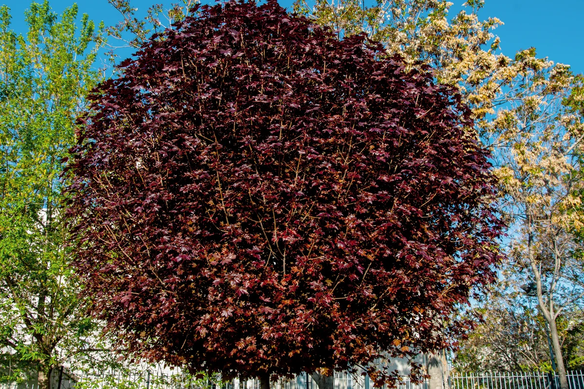 Crimson King tree with a purple foliage in the park
