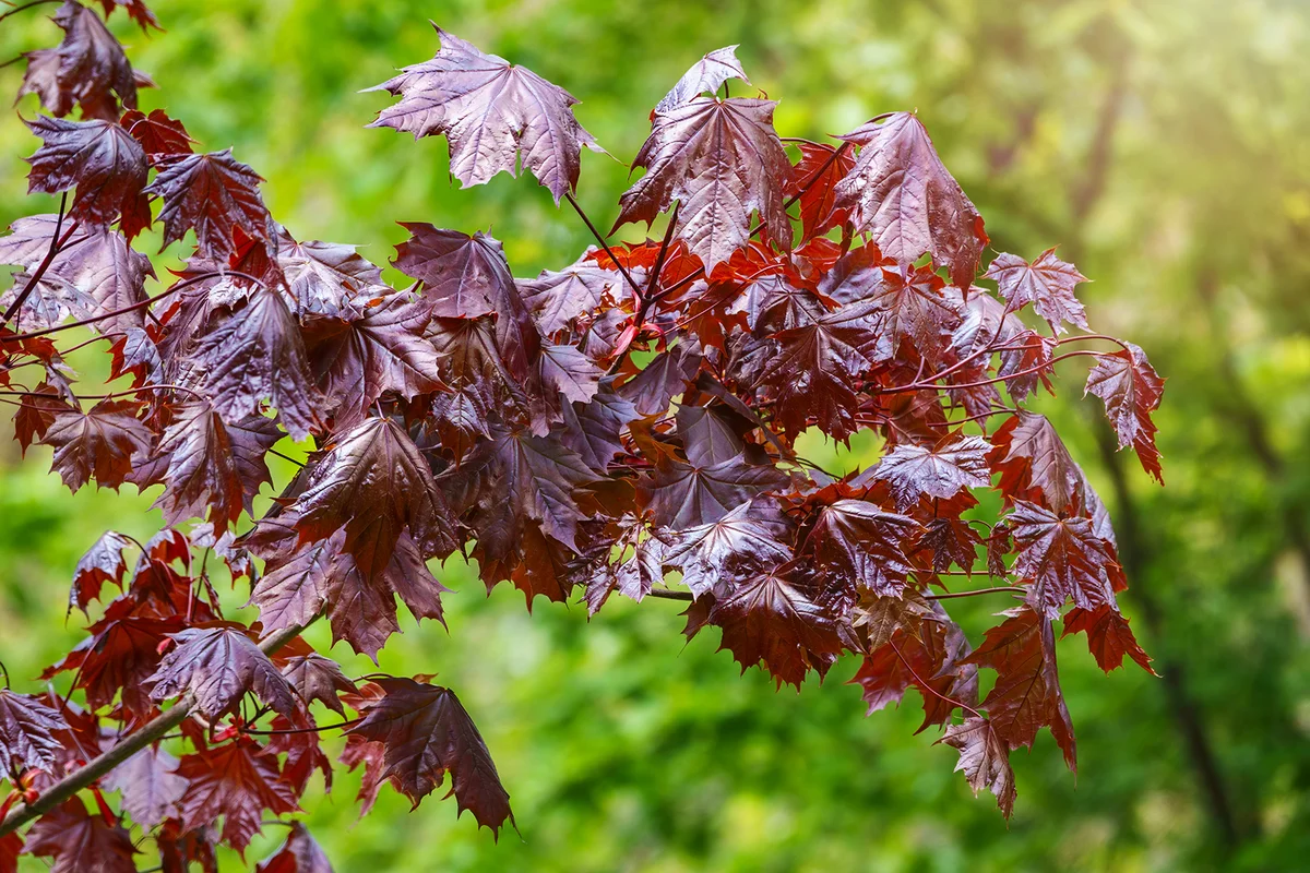 Tree branch with dark red leaves, Acer platanoides, the Norway maple Crimson King