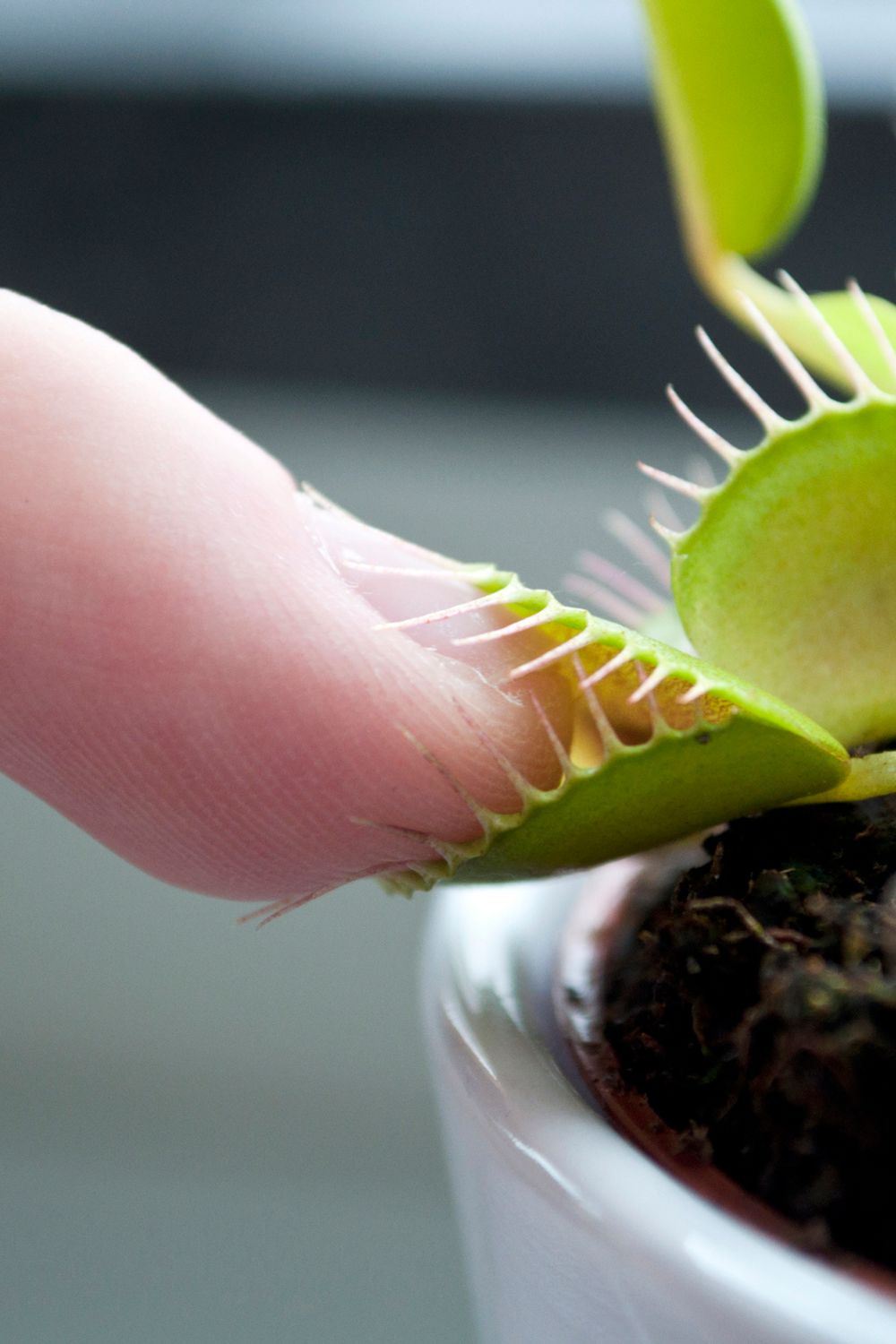How to Properly Care for a Venus Flytrap