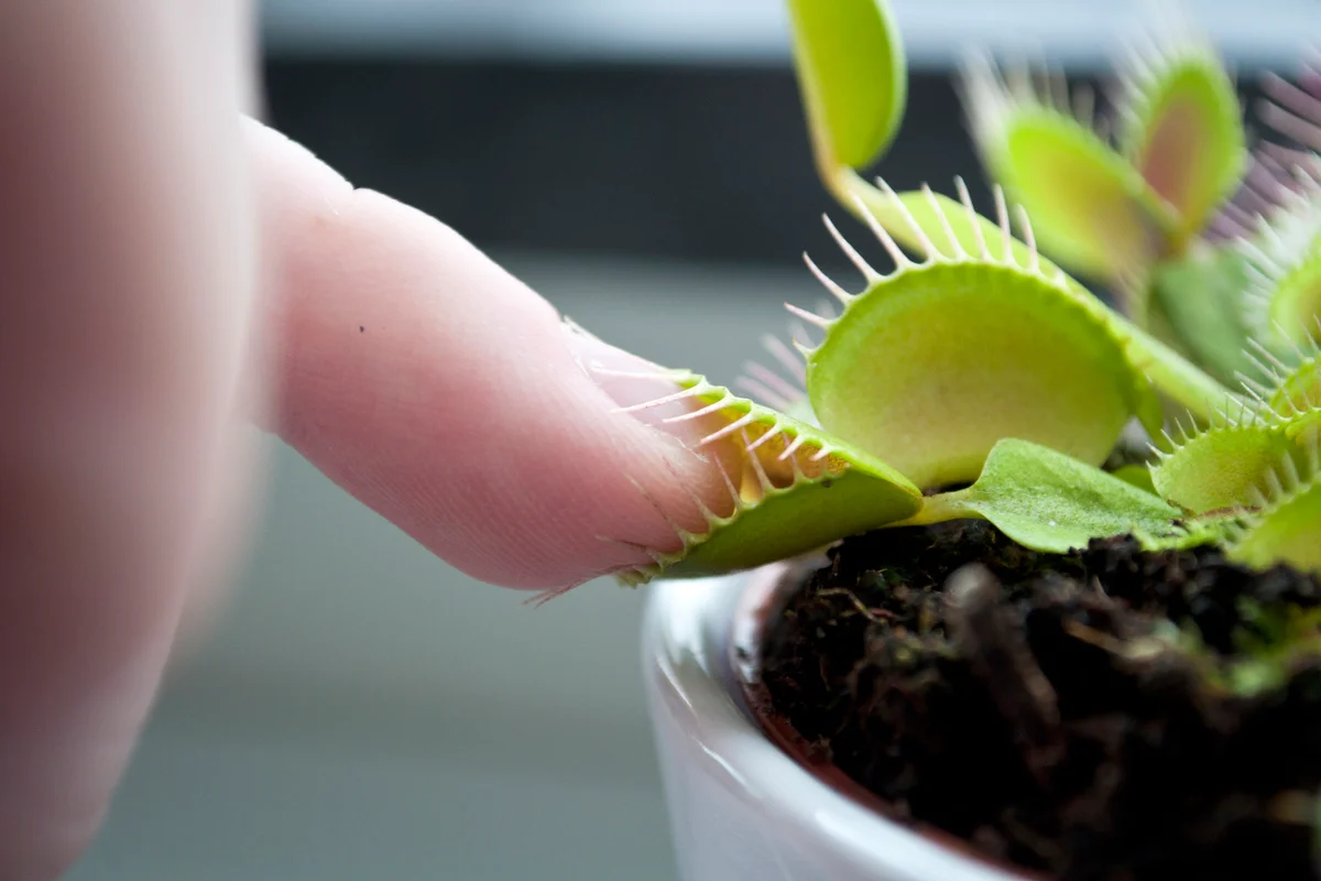 Venus flytrap taking a bite of a finger