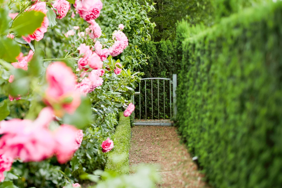 Tree hedges