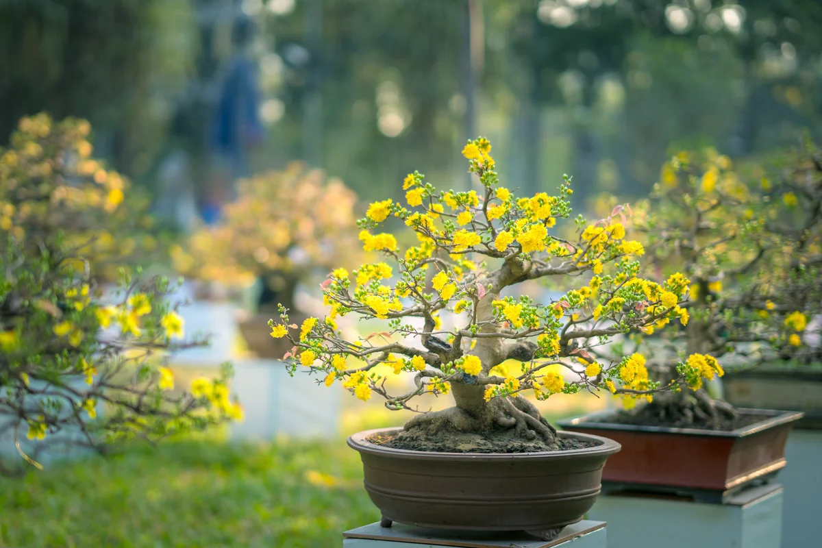 Bonsai apricot blossom blooming in the spring