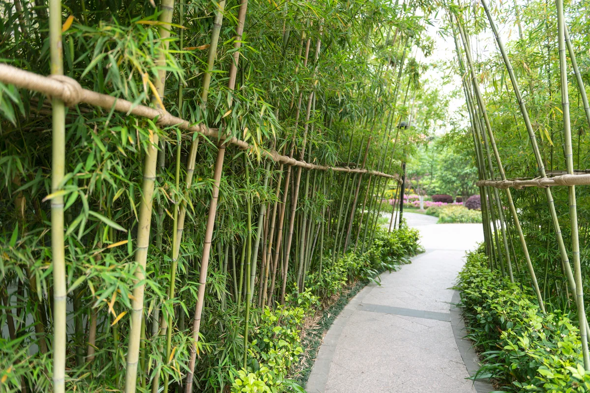 Bamboo grove