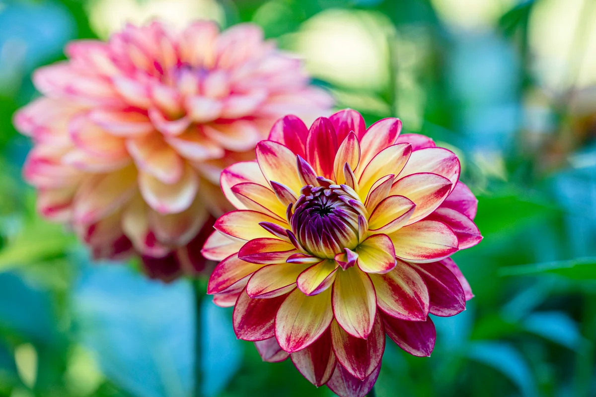 Pink dahlia flower