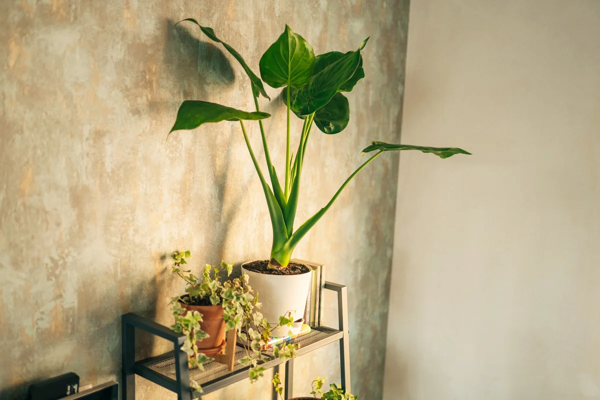 Alocasia Plant