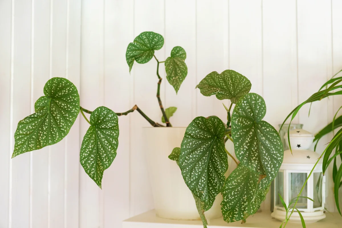 Begonia Maculata in white pot