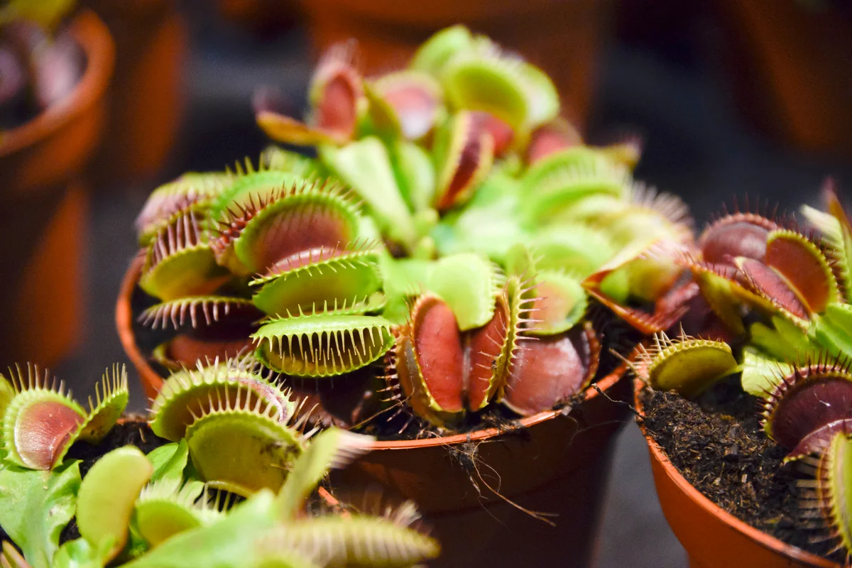 Venus Flytrap Plants