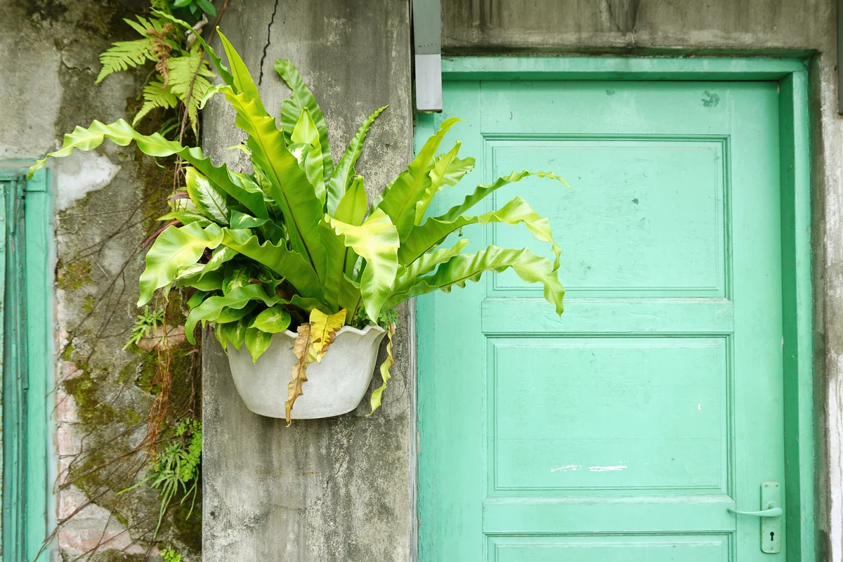 Bird's Nest Fern in the pot on the rustic concrete wall