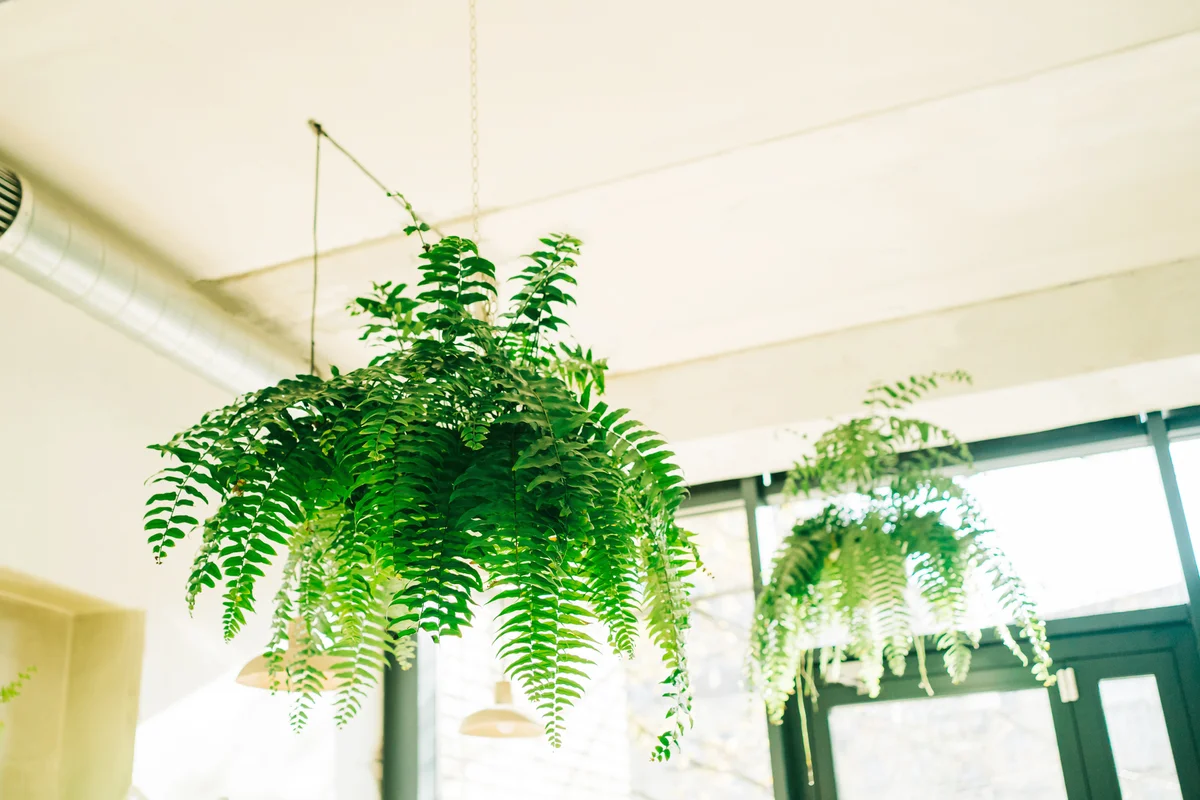 Beautiful Boston fern in pots hanging under the ceiling