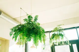 contemporary plant stands indoor Modern Elevated Planter and Plant Stand Set main image 1