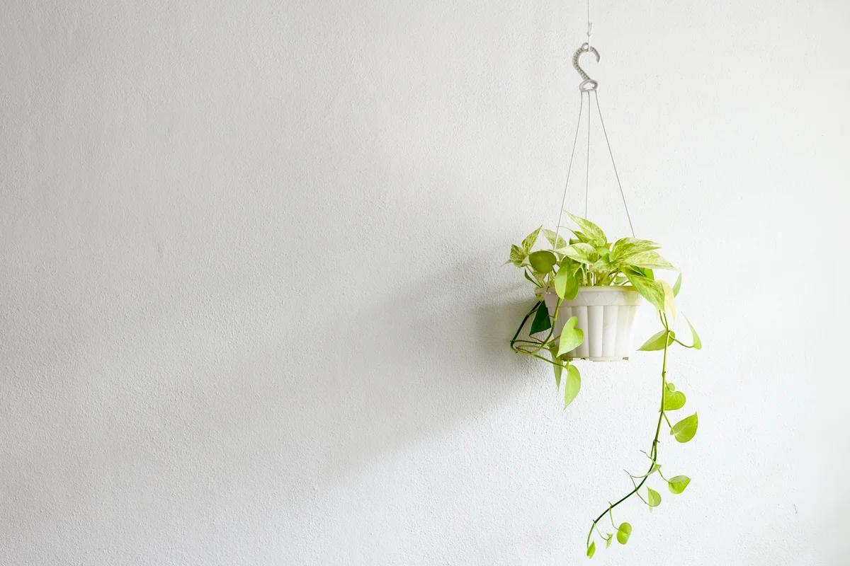 Devil's Ivy hanging on the wall