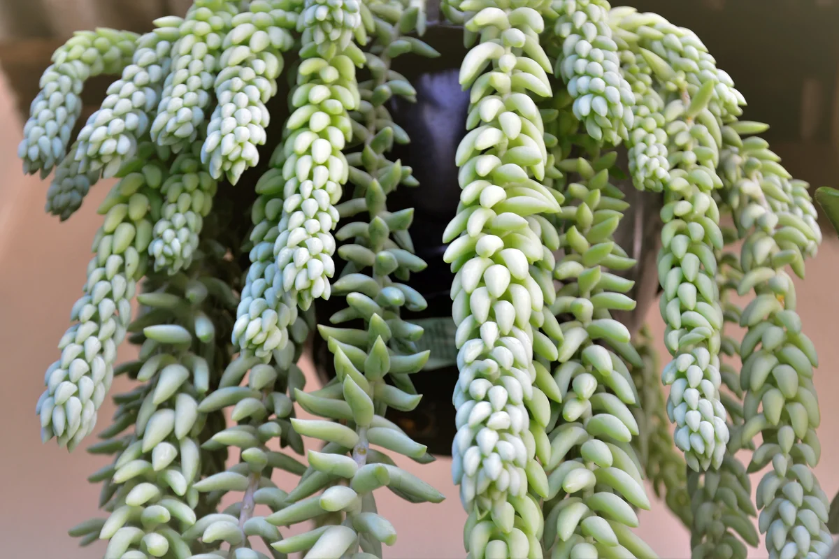 Hanging Donkey's tail