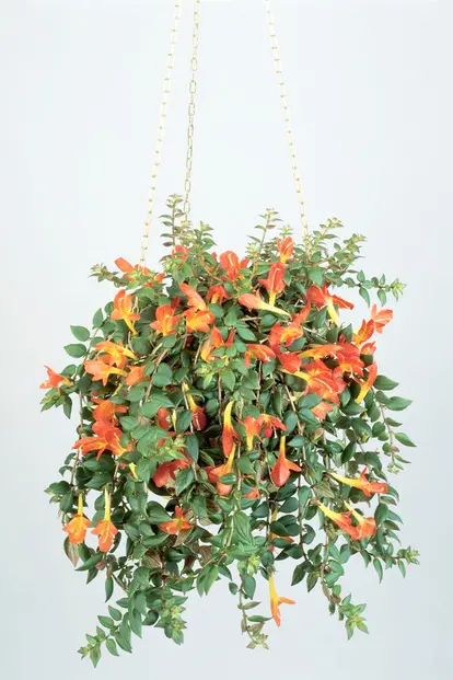 Hanging potted plant of Goldfish plant