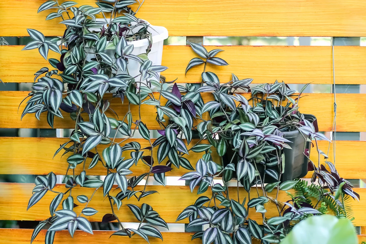 Inch plants hanging on colorful yellow plank wall