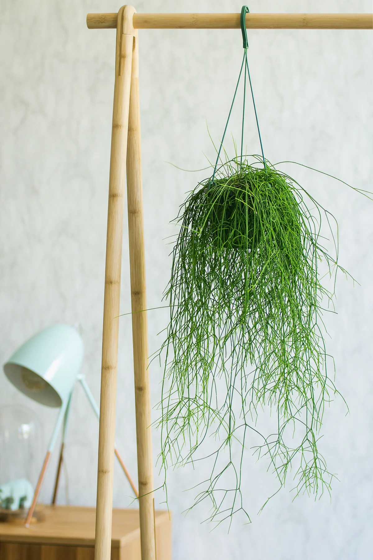 Mistletoe cactus hanging on a bamboo clothes rack