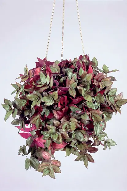 Purple Heart in a hanging basket