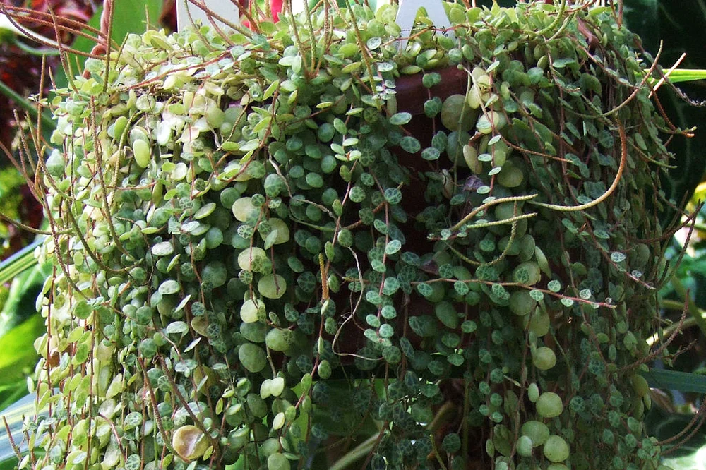 Round Leaf Peperomia