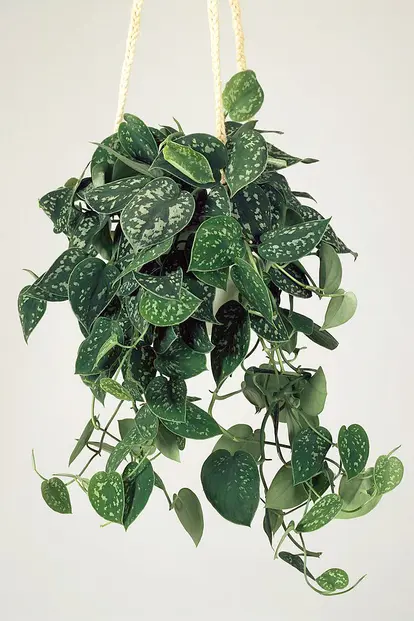 Satin Pothos