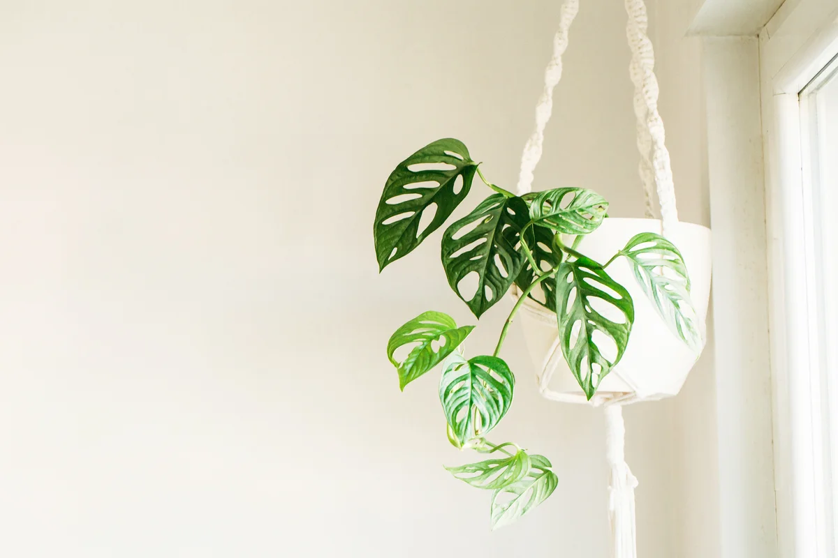 Green monstera adansonii in a macrame hanger on white with a white wall