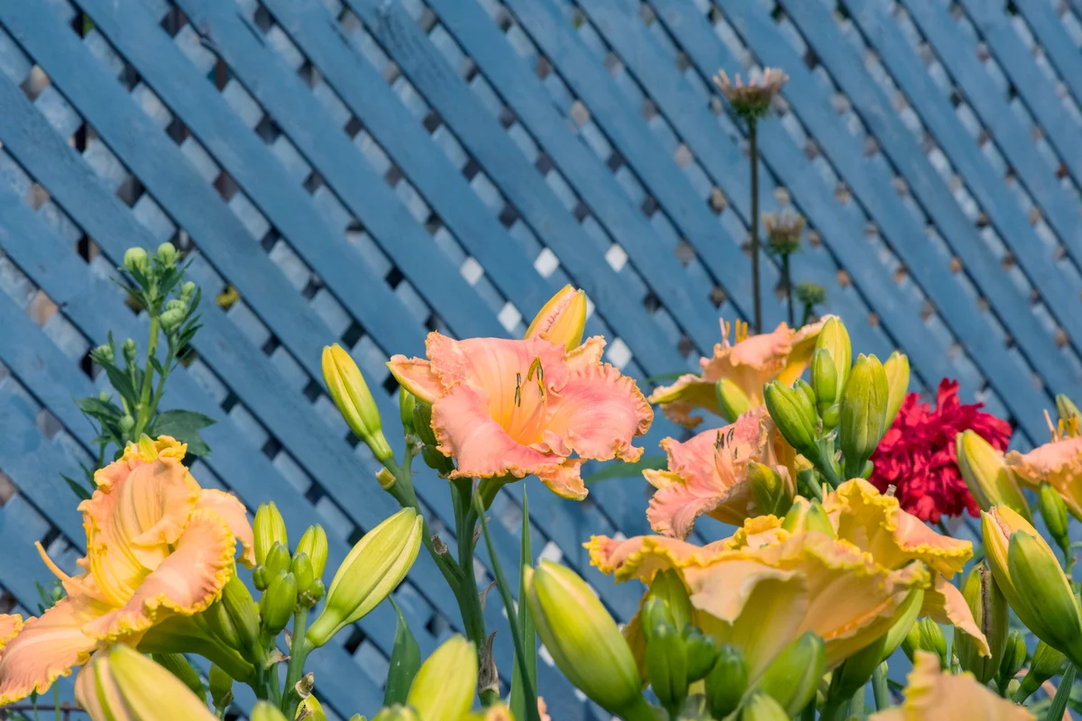 Day Lilies against Blue Fence