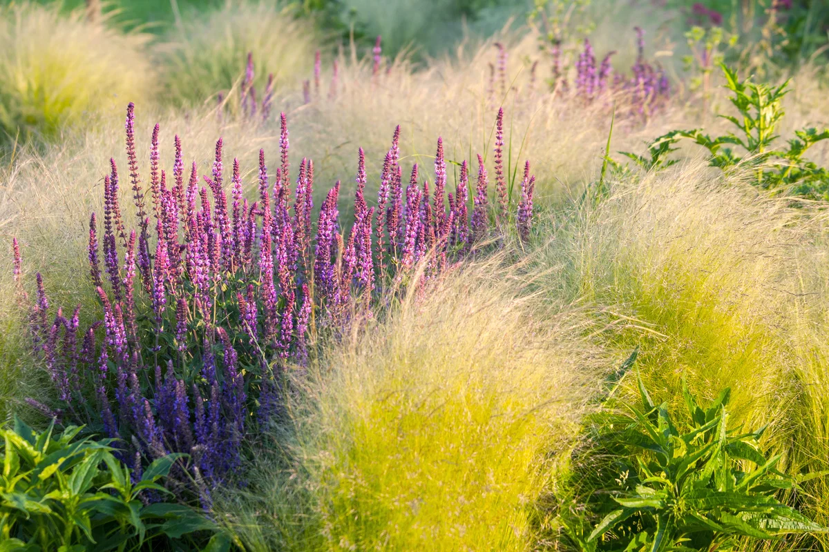 Ornamental garden with mixed border