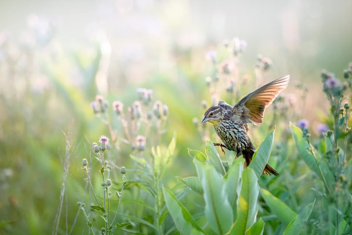 Beautiful Meadow Scene with Backlit Blackbird in Morning Mist