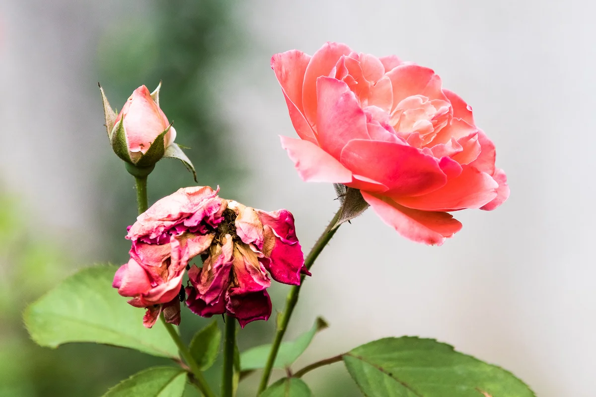 Pink Roses