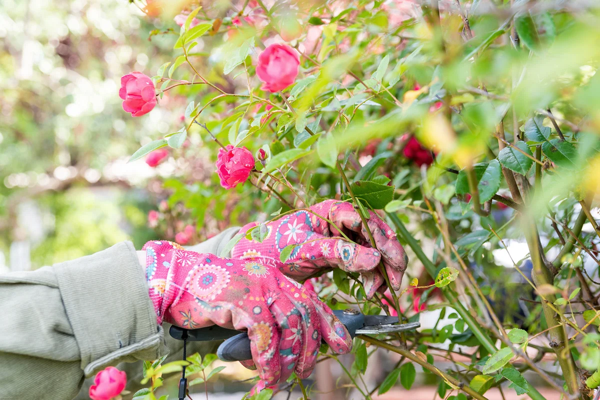 hands wearing gardening gloves while using gardening scissors