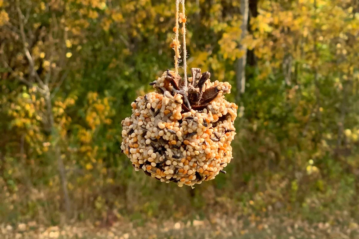 Pine Cone Bird Feeder Craft kit for kids