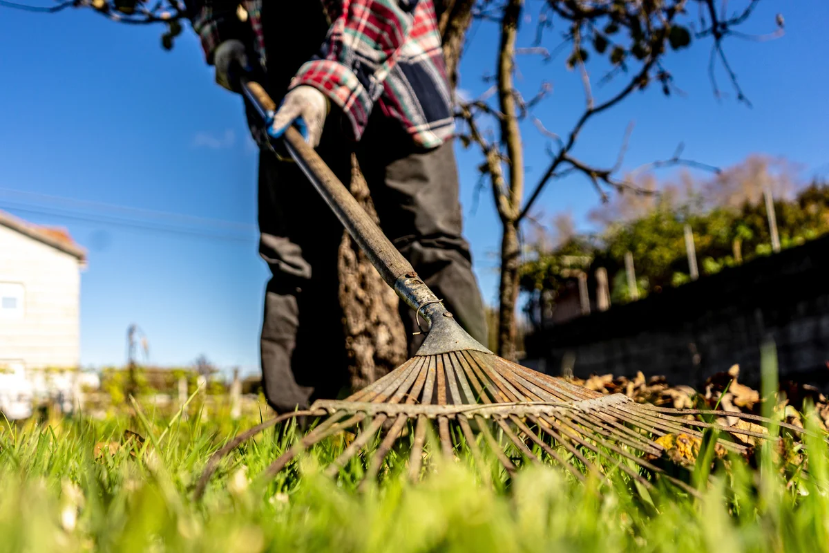 Man picking leaves in the garden
