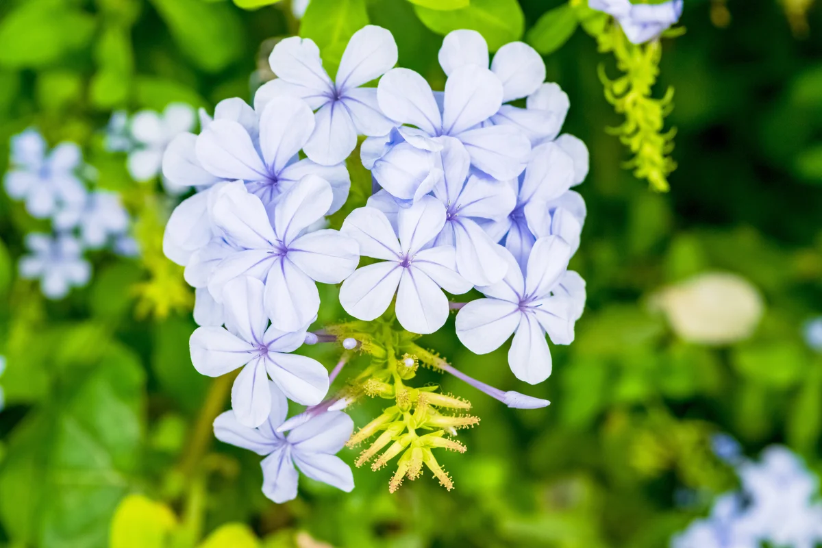Cape Leadwort