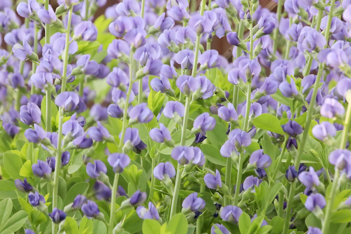False Indigo